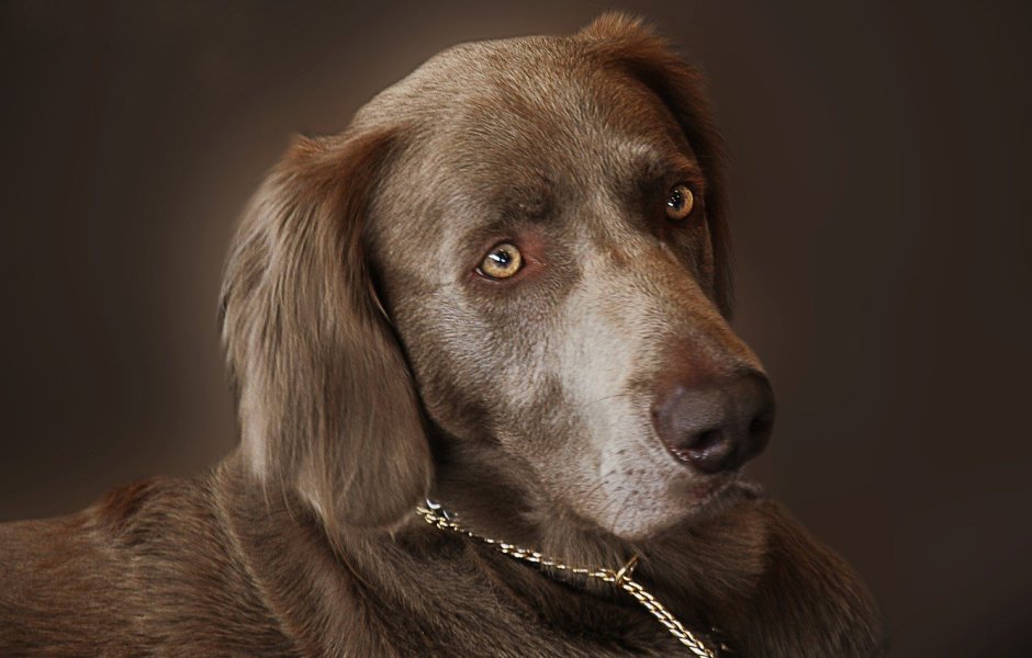 Бигль собака щенок