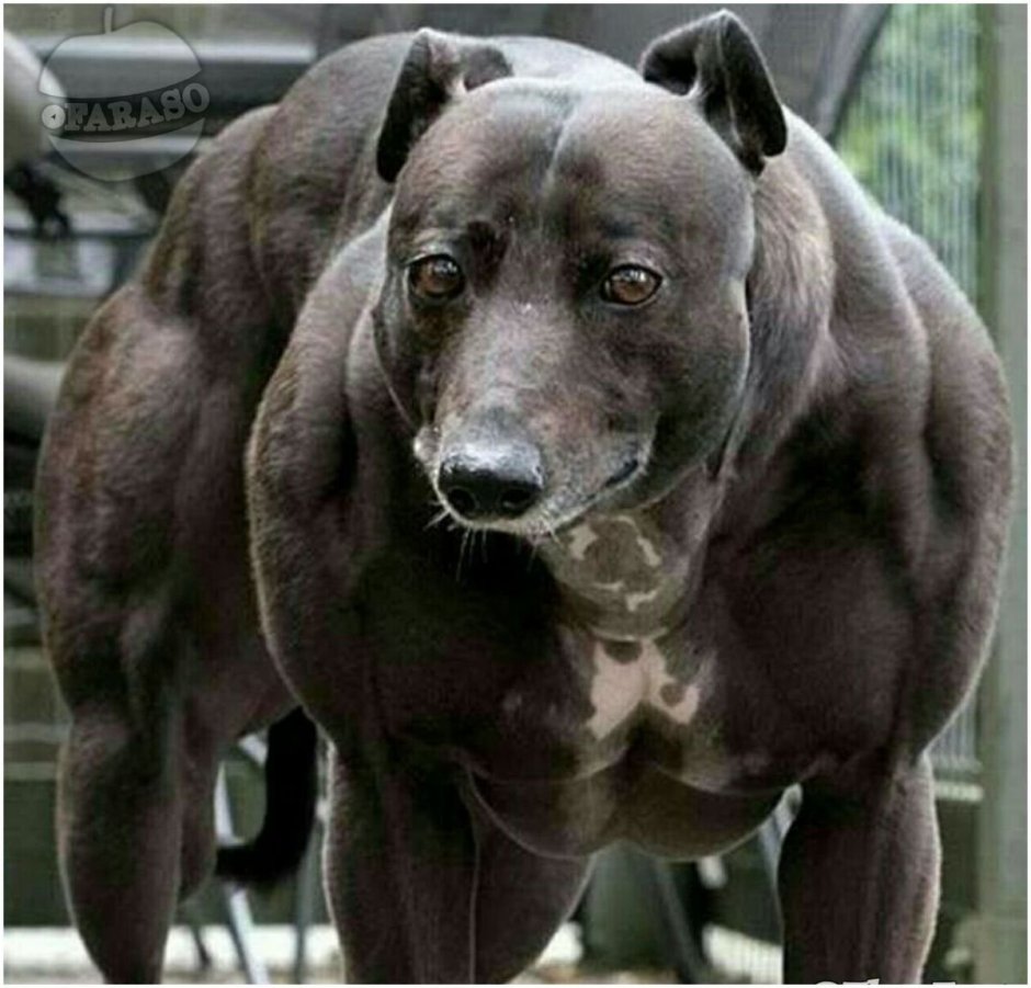 Уиппет миостатин