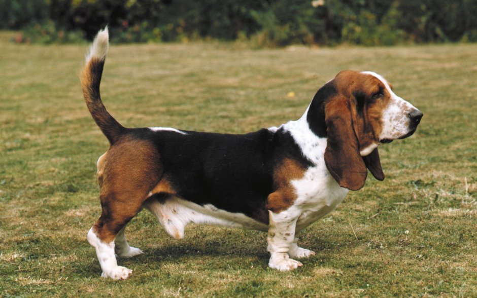 Бассет хаунд