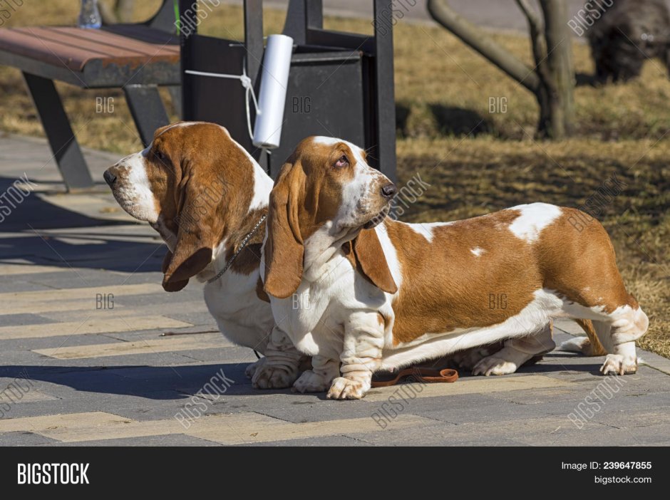 Овчарка с короткими лапами