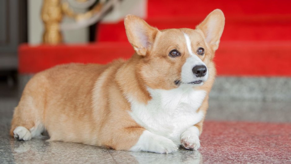 Корги бежит сбоку