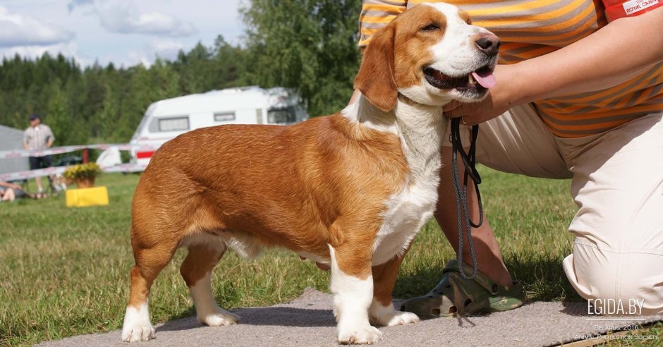 Охотничья собака с короткими лапами