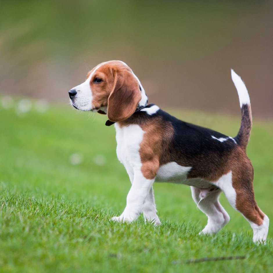 Английская енотовая гончая