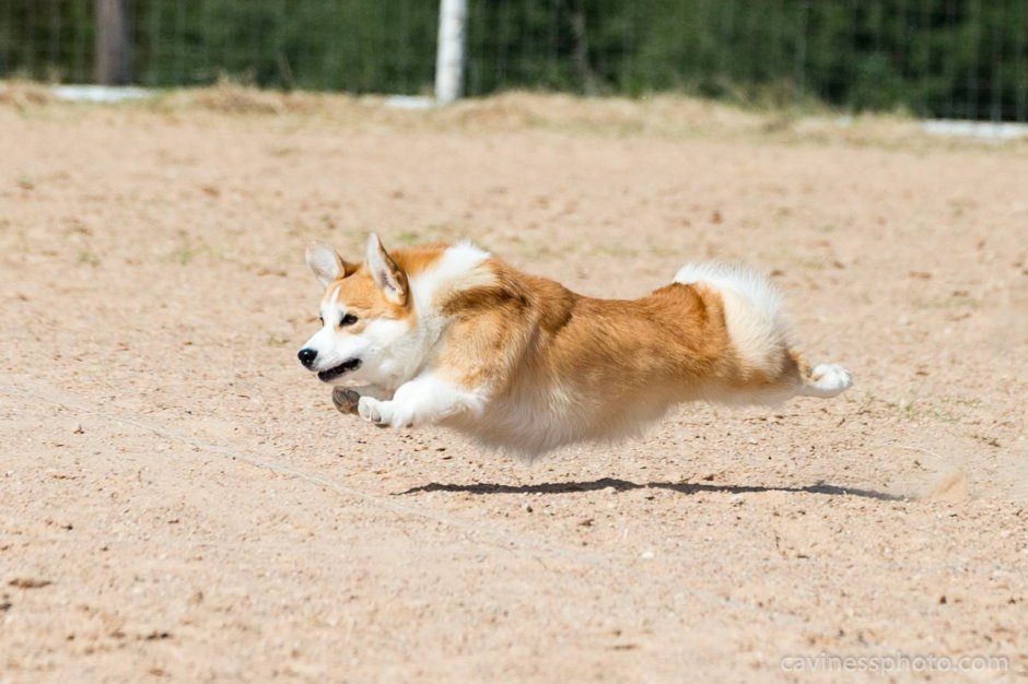 Груминг корги пемброк