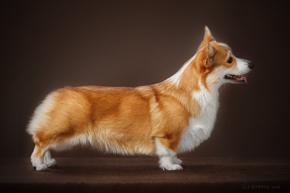 Соболиный корги пемброк