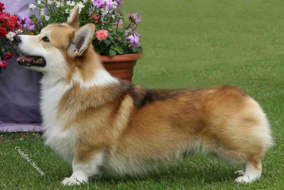 Вельш корги пемброк бегает