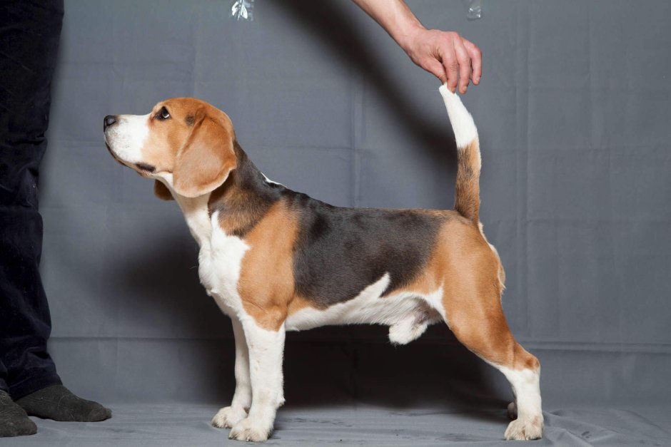 Собаки породы вельш корги пемброк щенки