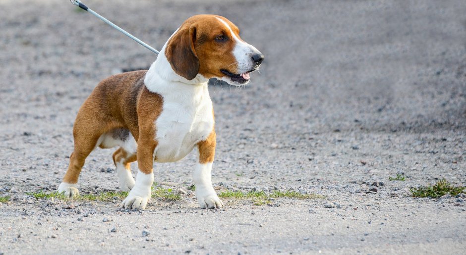 Древер шведский таксообразный бракк