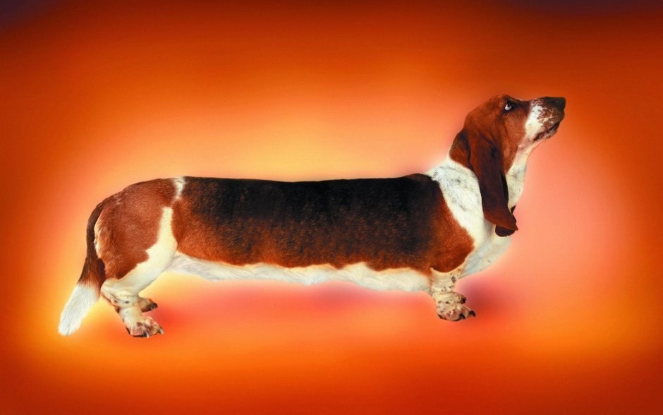 Порода собак вельш корги кардиган