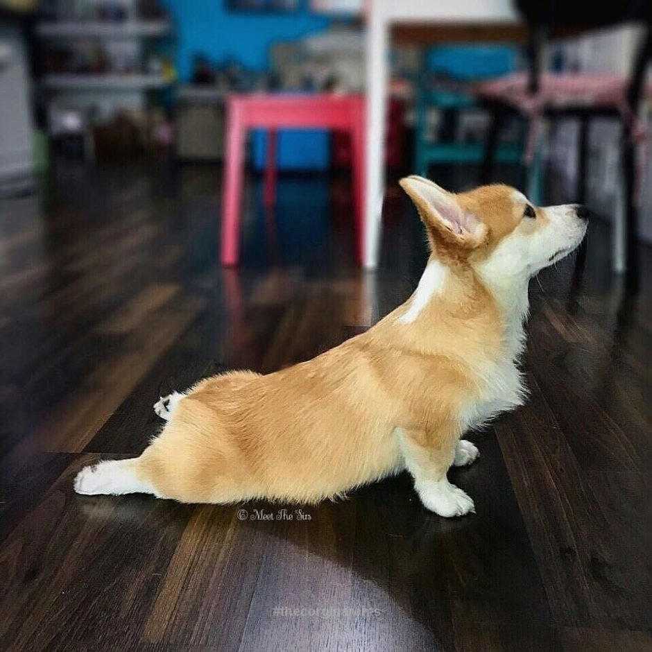 Корги гладкошерстный