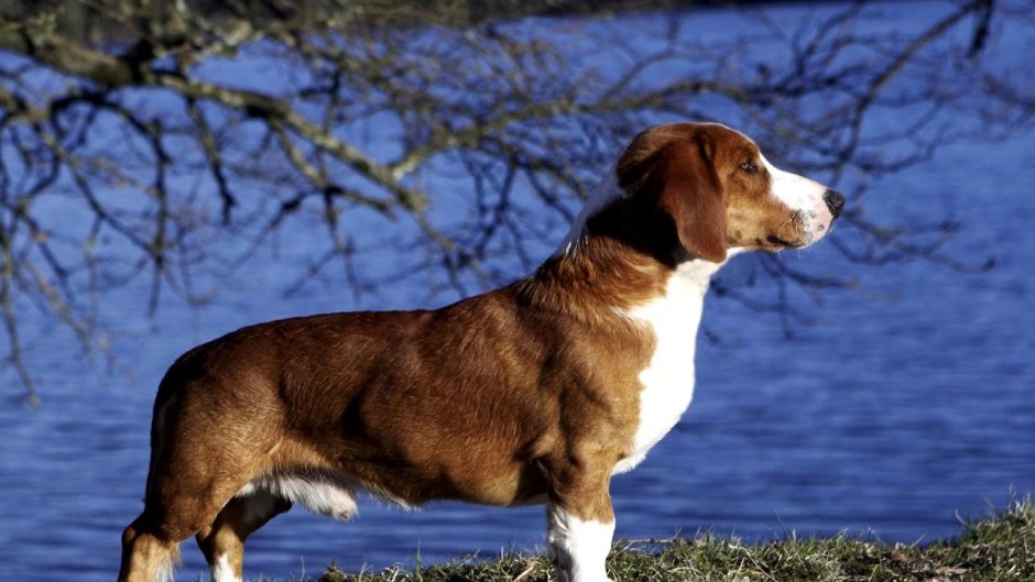 Древер гончая шведская