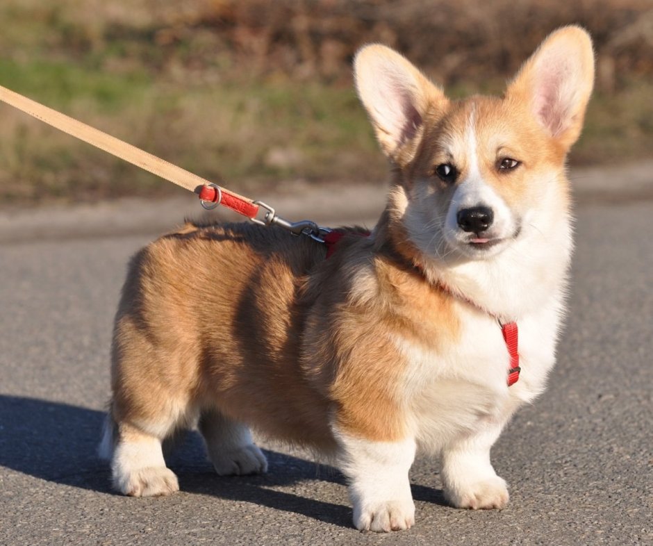 Английская порода собак с короткими лапами