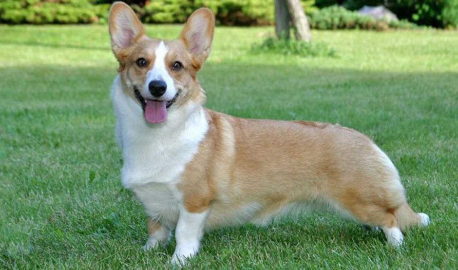 Бигль собака для охоты на Лис