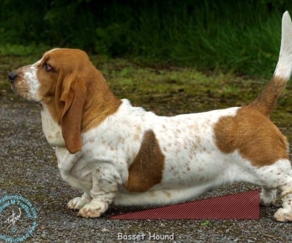 Бассет хаунд вандейский
