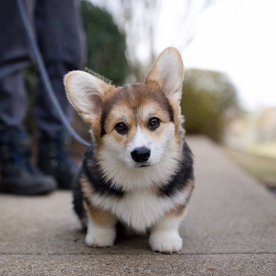 Вельш корги пемброк