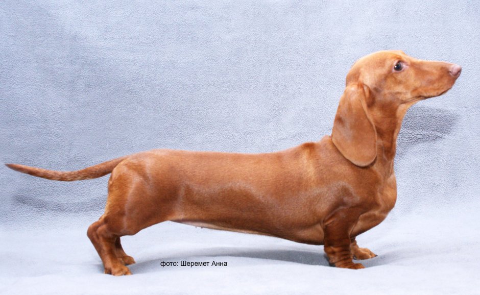 Окрас биглей стандарт