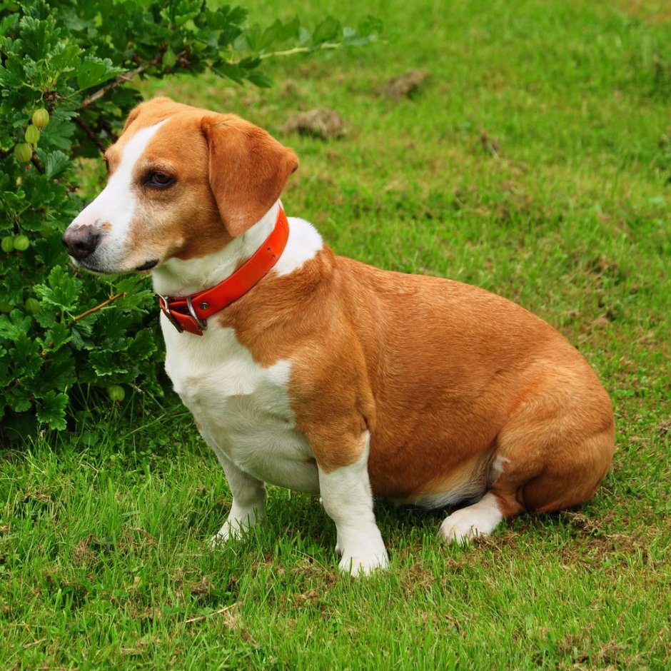 Бладхаунд с короткими лапами