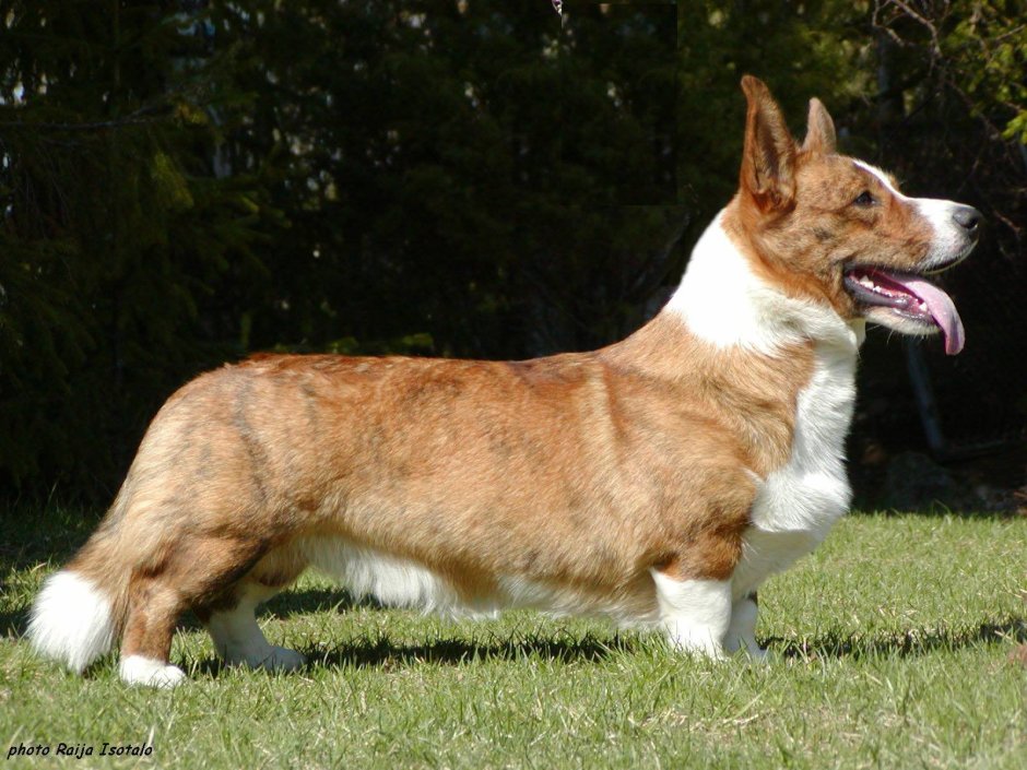 Порода вельш корги пемброк