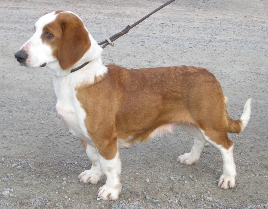 Древер порода собак