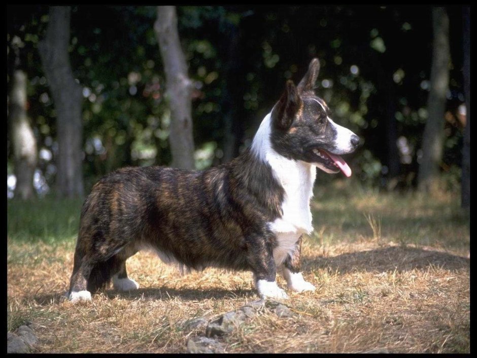 Длинные собаки с короткими