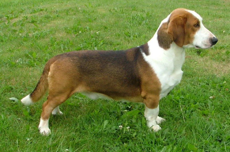 Бассет-хаунд и такса