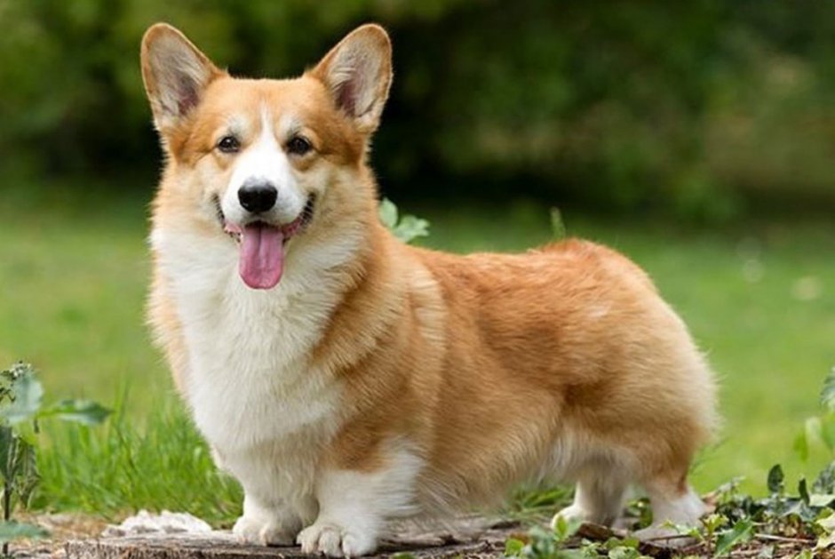 Вельш корги пемброк
