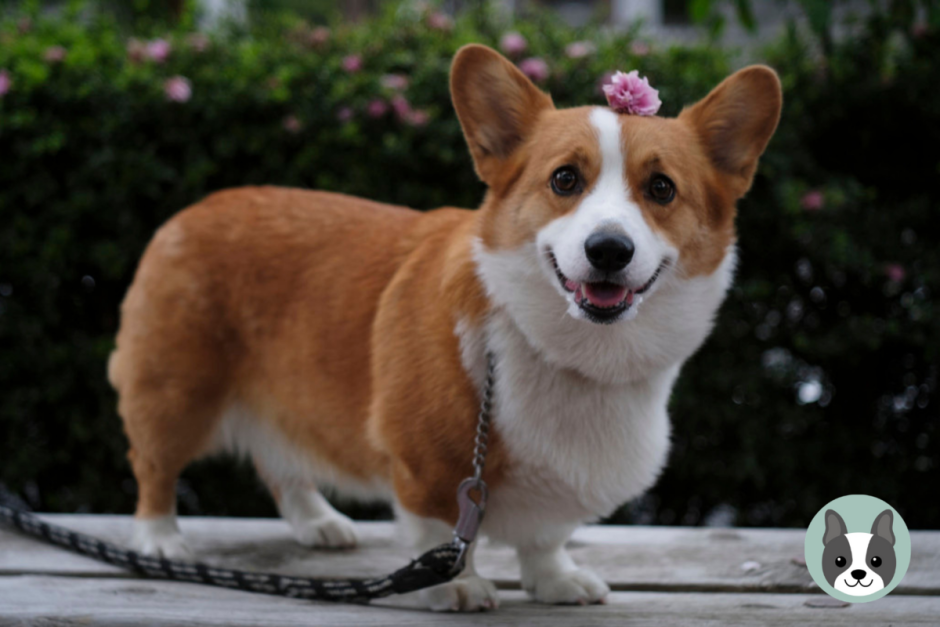 Вельш корги кардиган