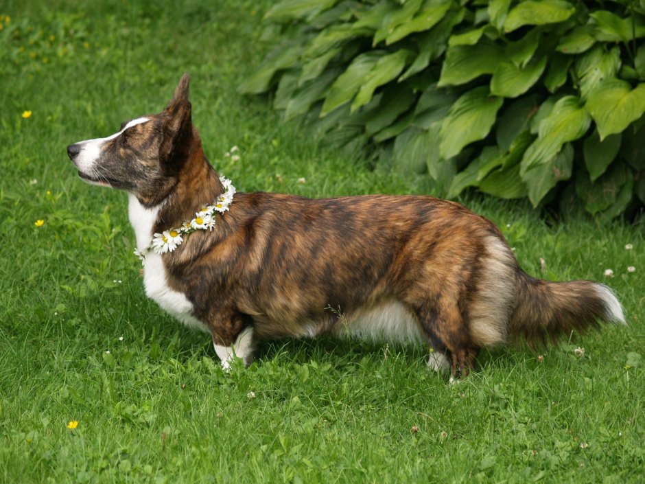 Вельш корги пемброк рыжий с хвостом