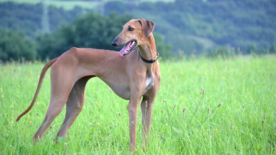 Азавак Африканская борзая