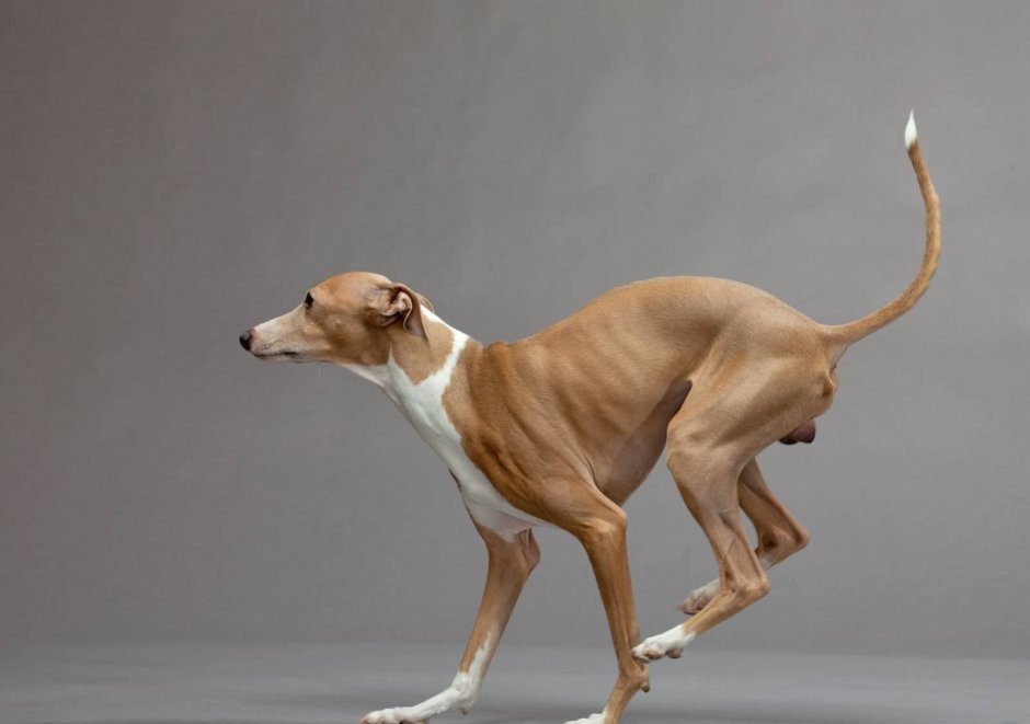 Левретка сутулая