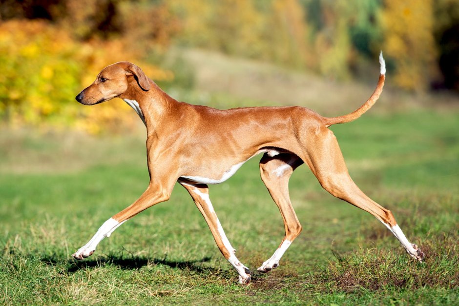 Азавак (Африканская гончая