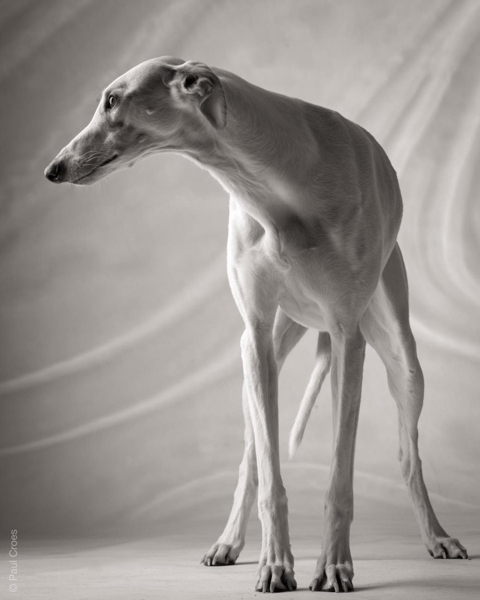 Гончая Уиппет. Левретка