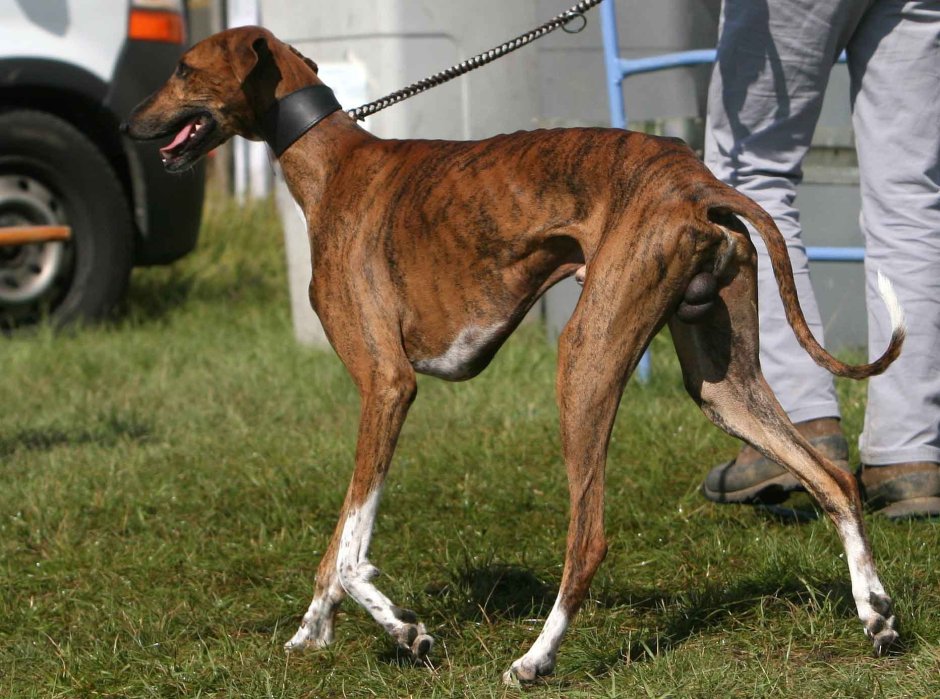 Азавак худая собака