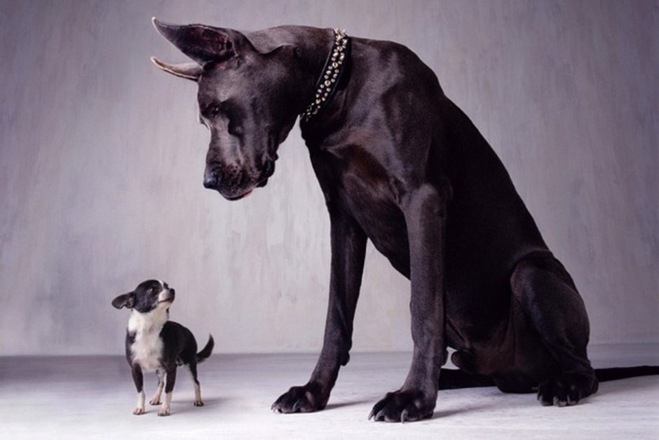 Дог и чихуахуа