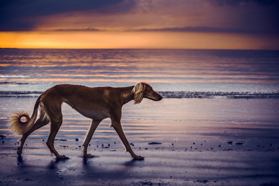 Борзая порода салюки