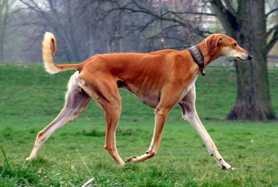 Собака гончая Азавак
