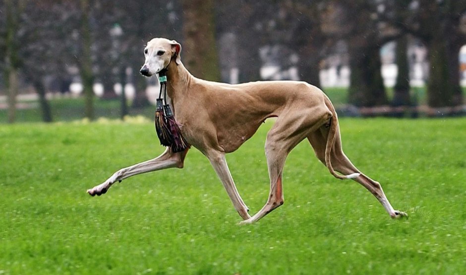 Арабская борзая Азавак