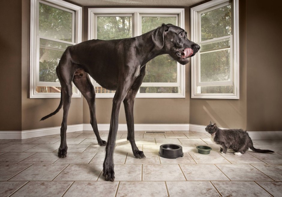 Датский дог Гибсон