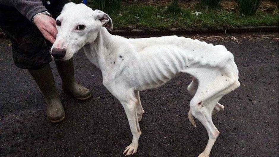 Самая худая собака в мире