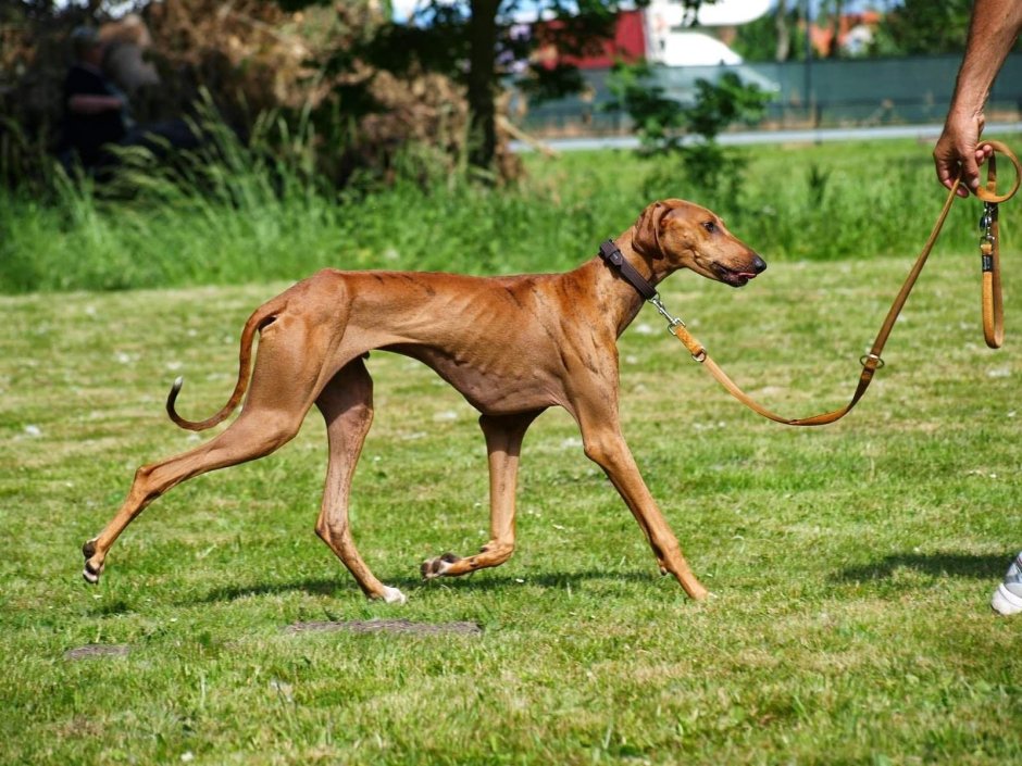 Азавак Левретка