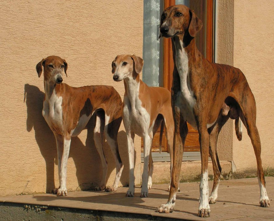 Борзая Азавак