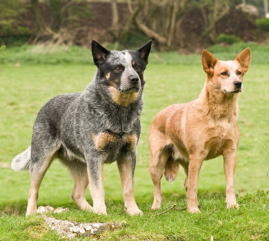 Австралийская короткохвостая пастушья собака / Australian Stumpy Tail Cattle Dog