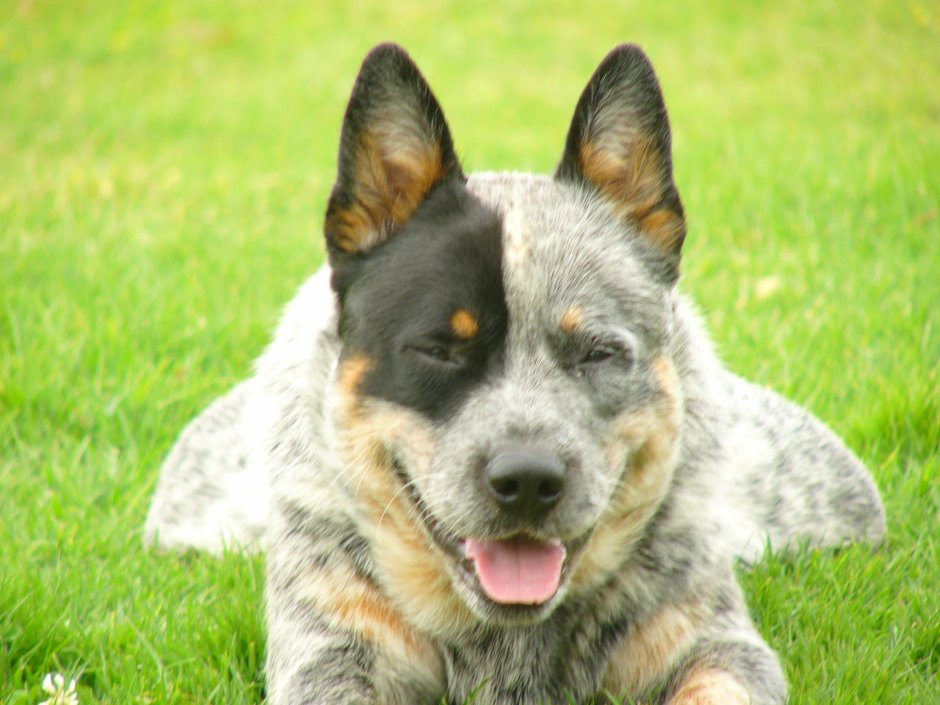 Australian Stumpy Tail Cattle Dog