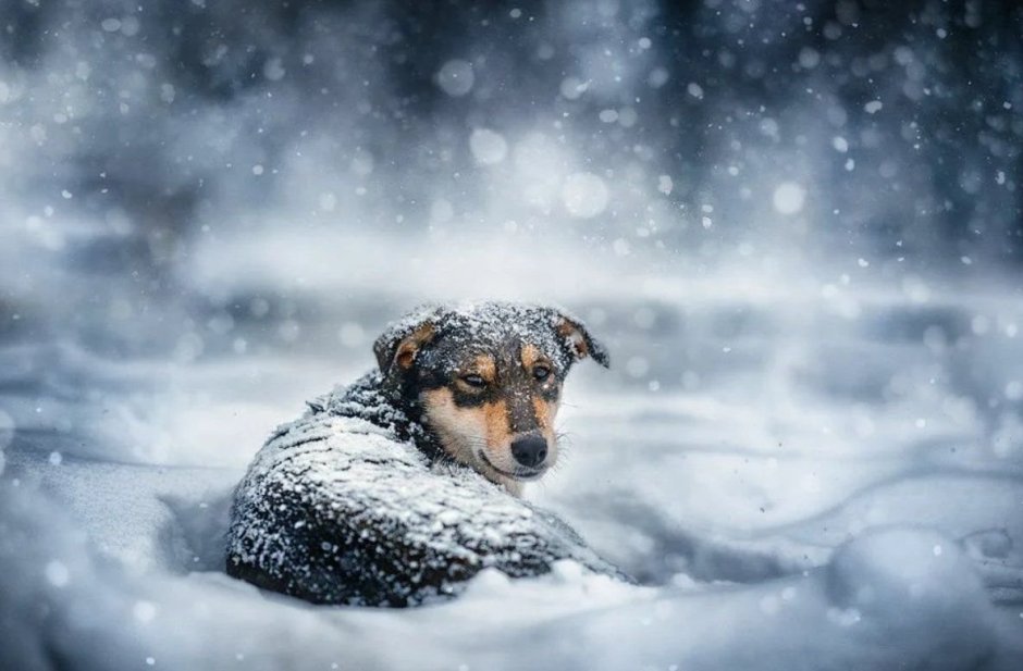 Собака на рассвете