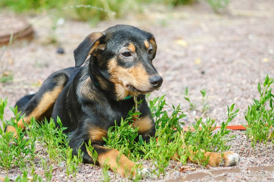 Worried Dog