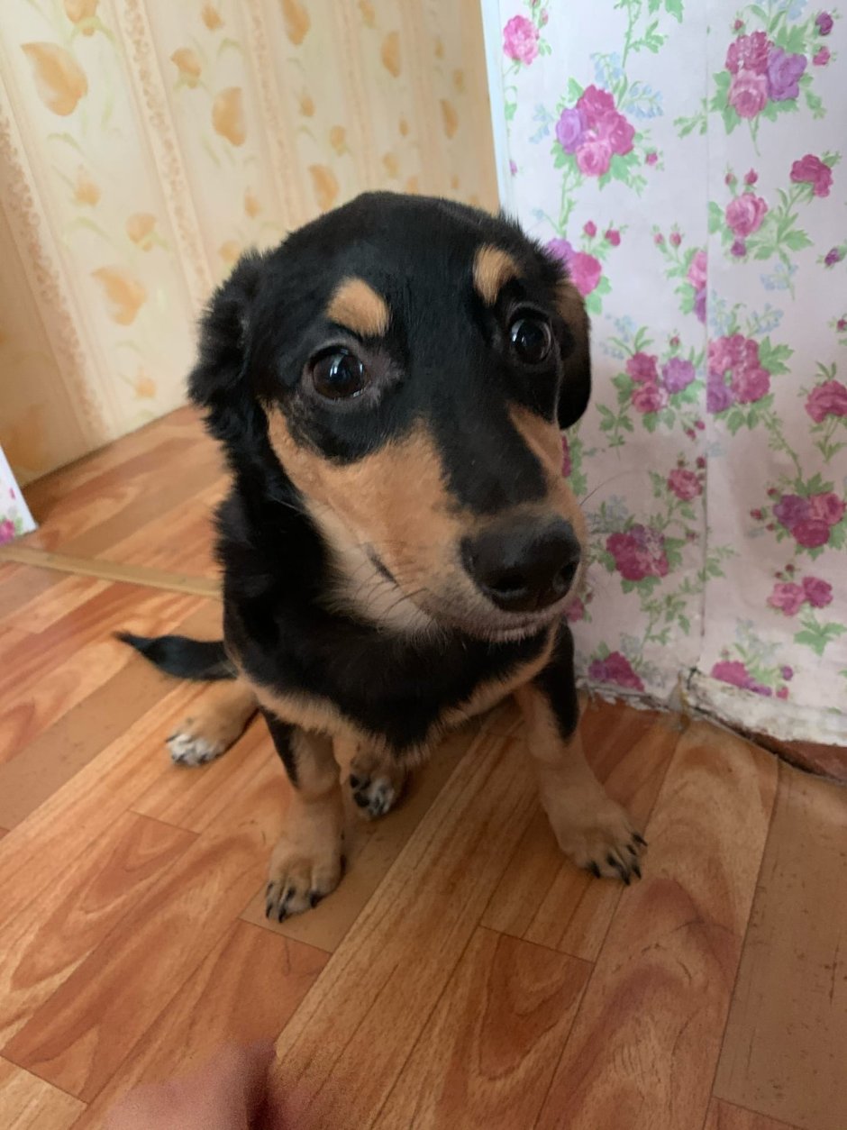 Такса пинчер