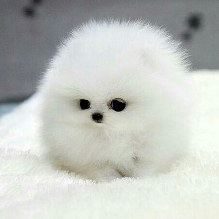 Шпиц карликовый белый