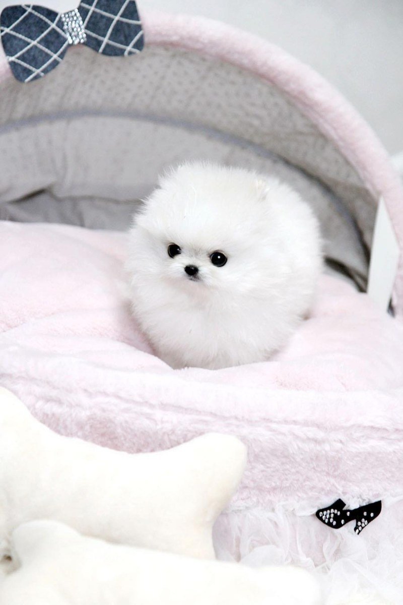 Померанский шпиц Беленький