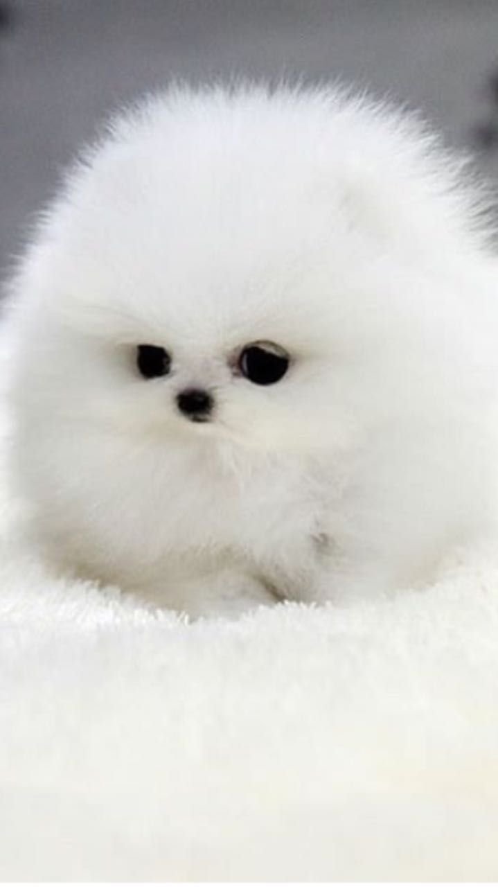 Шпиц померанский карликовый белый