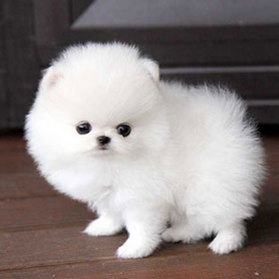 Померанский шпиц белый мини